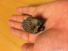 ハリネズミ